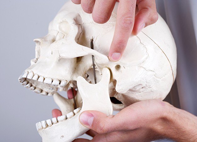 Model of skull and jawbone used in T M J therapy, diagnosis, and treatment planning
